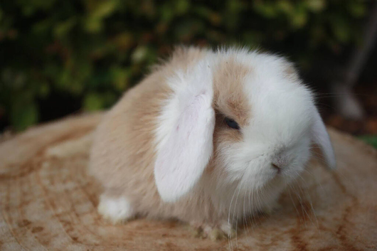 Pure bred mini lop baby rabbits