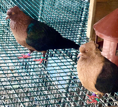 4 fancy pigeons