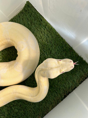 Snow Glow Boa
