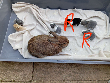 Beautiful Dutch x Netherland baby rabbit kits