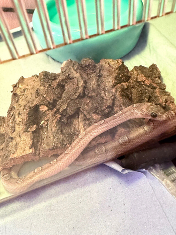 6 month baby pewter motley cornsnake