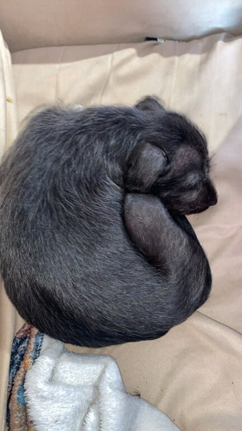 9week lurcher puppy