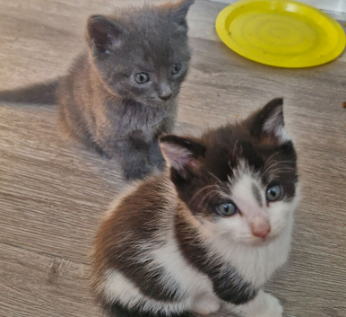 1 black and white boy british shorthair x kitten for sale