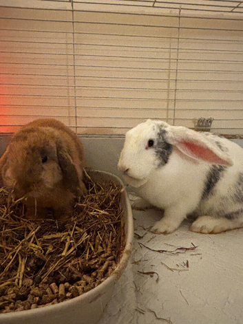 3 rabbits for sale