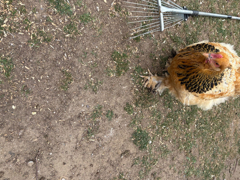 Brahma hen