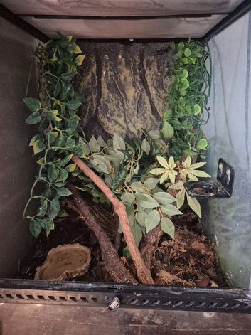 3 crested geckos