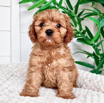 Adorable Cavapoo pups
