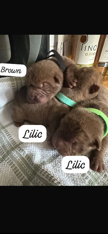 Shar pei puppy's