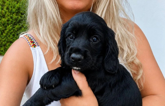 Beautiful Cocker Spaniel