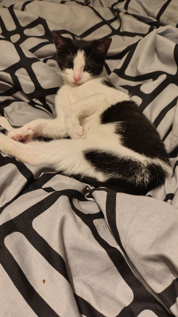 Kitten for sale