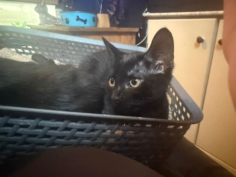 2 cats needing new homes
