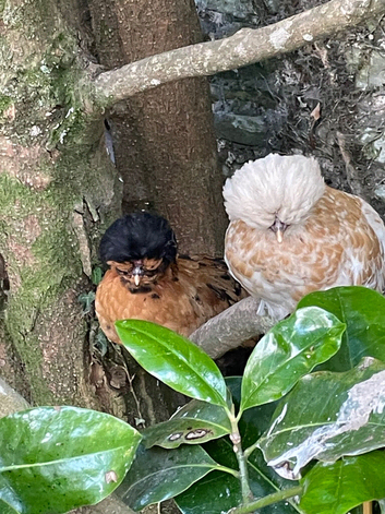 Rare breed polish mopheads Eggs