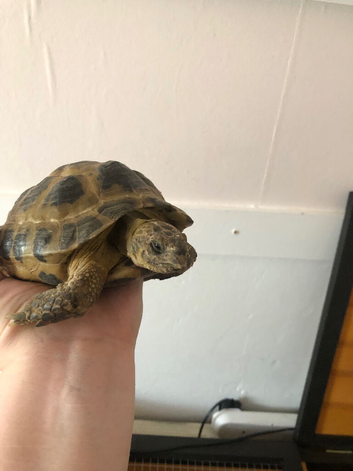 Male 9 year old tortoise
