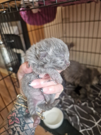 Persian!chinchilla