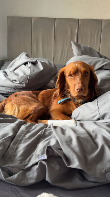 Red cocker spaniel for stud