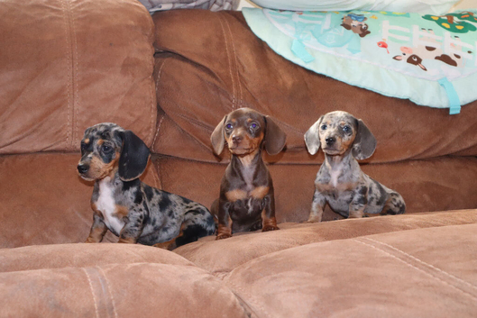 Miniature dachshund puppies 3 left.