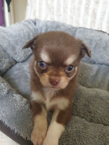 Chihuahua puppies ready in 5 weeks Lincolnshire
