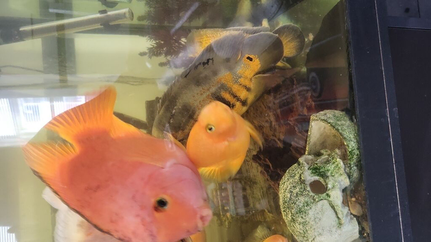 large parrot Oscars   fish