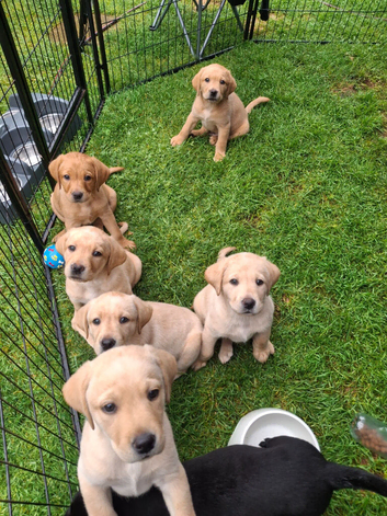 Labrador KC Reg Puppies. READY NEXT WEEK!