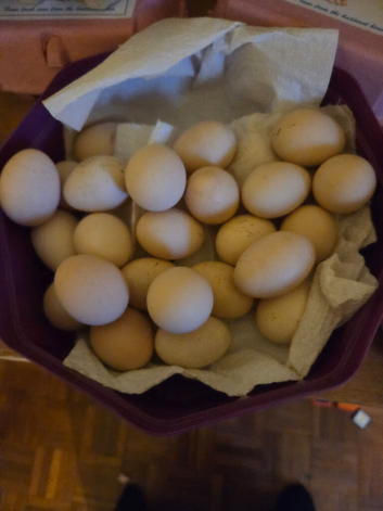 Fertile Micro Serama eggs available