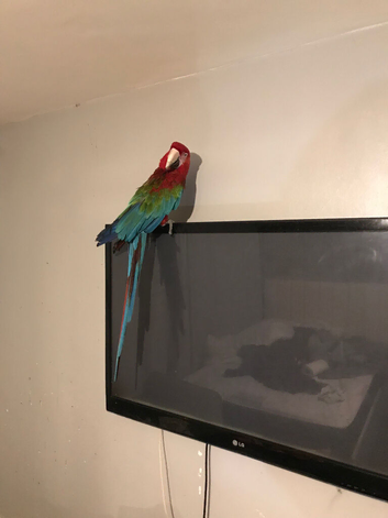 Blue gold macaw green wing macaws