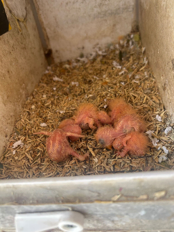 Fischer lovebirds For handfeed