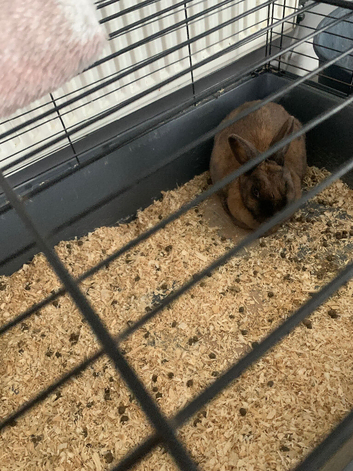 house rabbit