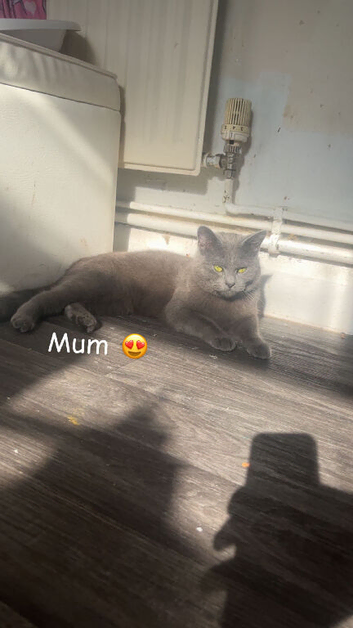 Kittens