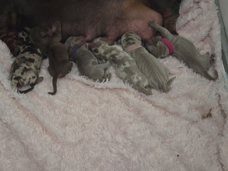 Stunning KC Reg Miniature Dachshund Puppies