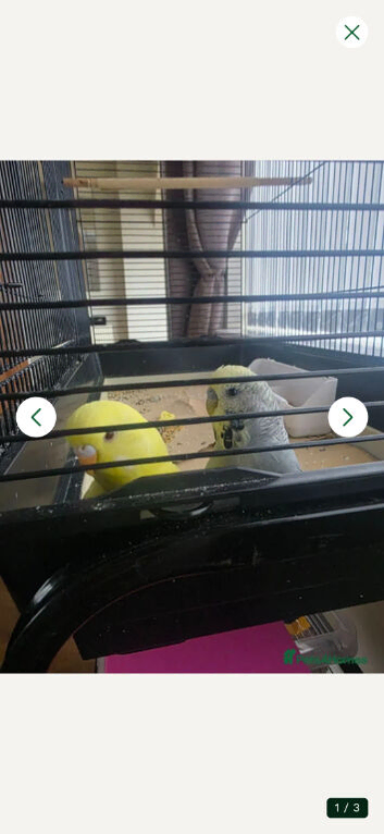Pair of Budgies