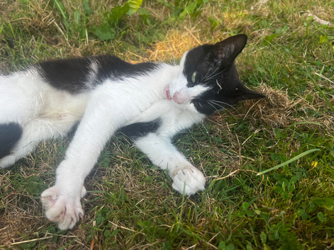 Kittens