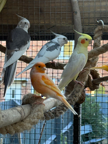 Cockatiels, Budgies, Canaries