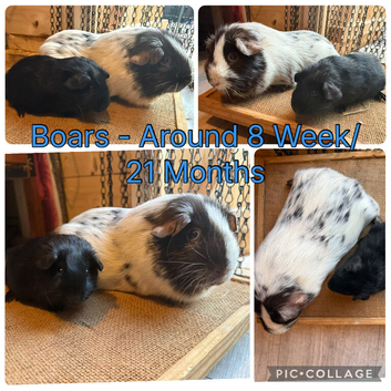 Paired Boars