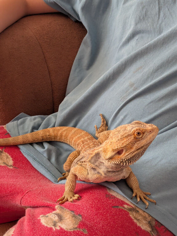 Male bearded dragon
