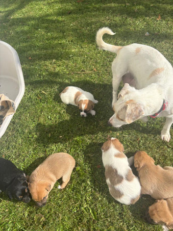 Beautiful Jack Russell pups
