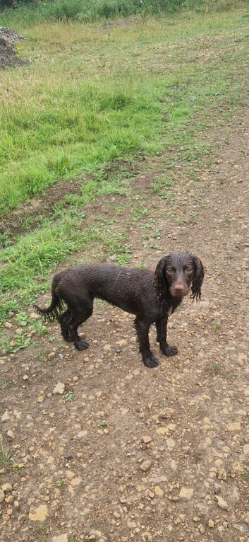 black female cockers if add on here its still available
