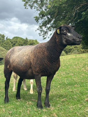 3X blue texel cross ewes