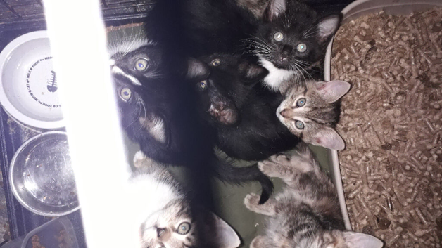 Lovely kittens for a fab home