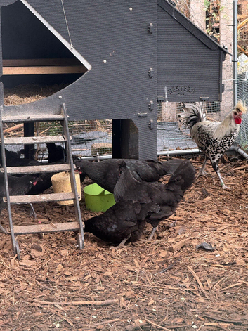Sex linked Appenzeller hatching eggs