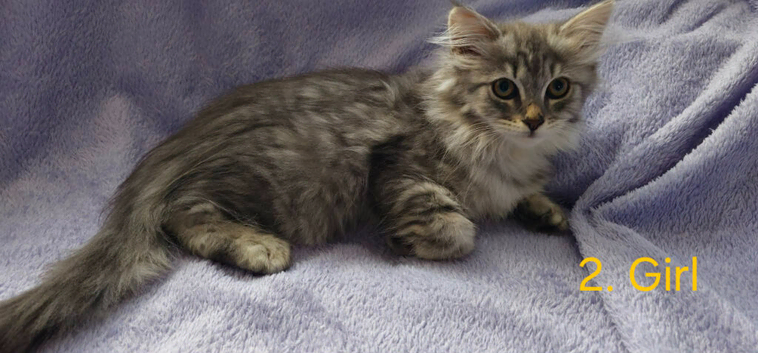 Siberian Kittens