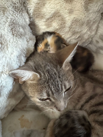 Beautiful kittens ready to leave in 4 weeks