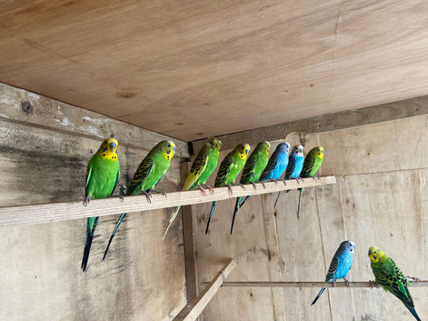 Budgies all colars all age pairs tgat are nesting
