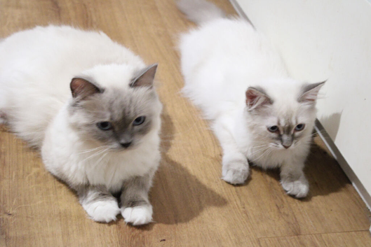 Blue Ragdolls