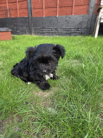 Biewer Yorkshire terrier puppy