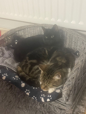 2 cats