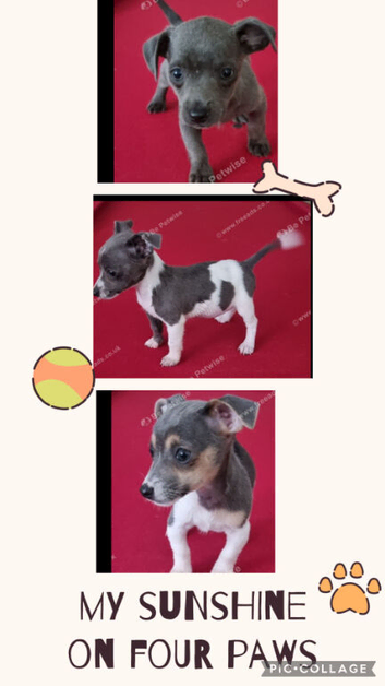 Jack Russell puppies