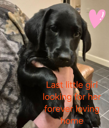 Beautiful litter of Labradors