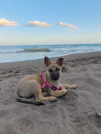 German Shepherd Puppy