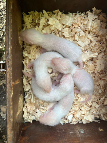 Ferret kits for sale Hertfordshire