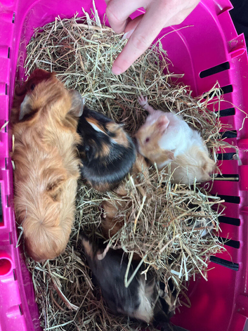 Beautiful colours for a New Guinea pigs
